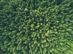 The Power of Green How Environmentalism Shapes Our Future