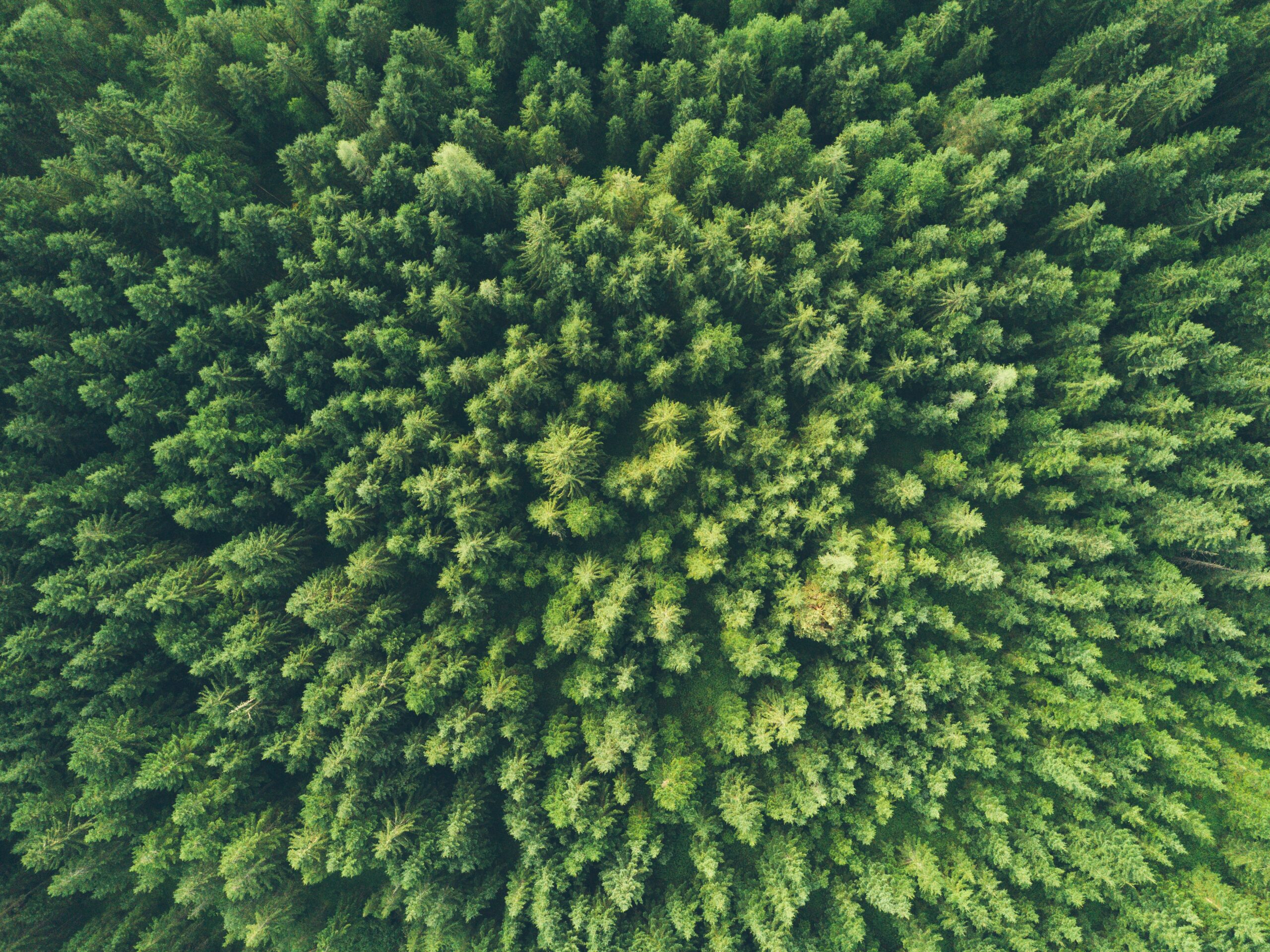 The Power of Green How Environmentalism Shapes Our Future